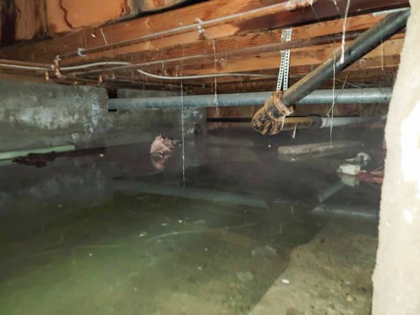 Best Water damage cleanup near me  in Albuquerque, NM